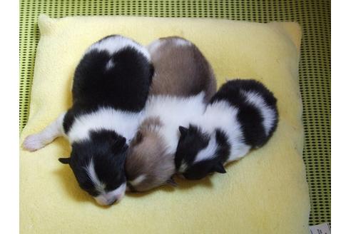 成約済の三重県のポメラニアン-27610の2枚目